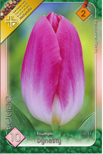 Lalele/ Tulipa triumph Dynasty /10/