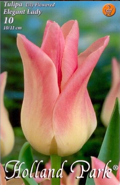 78 Lalele/ Tulipa lily flowered Elegant Lady /6/