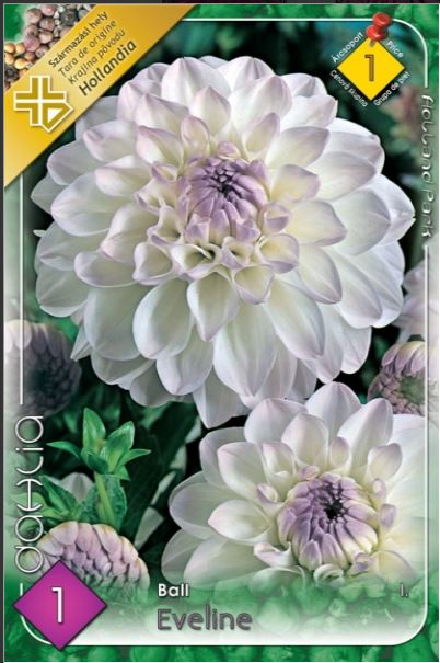Dahlia ball Eveline/1/