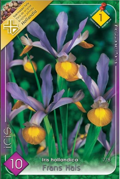 Iris hollandica frans Hals    franjurat/10/