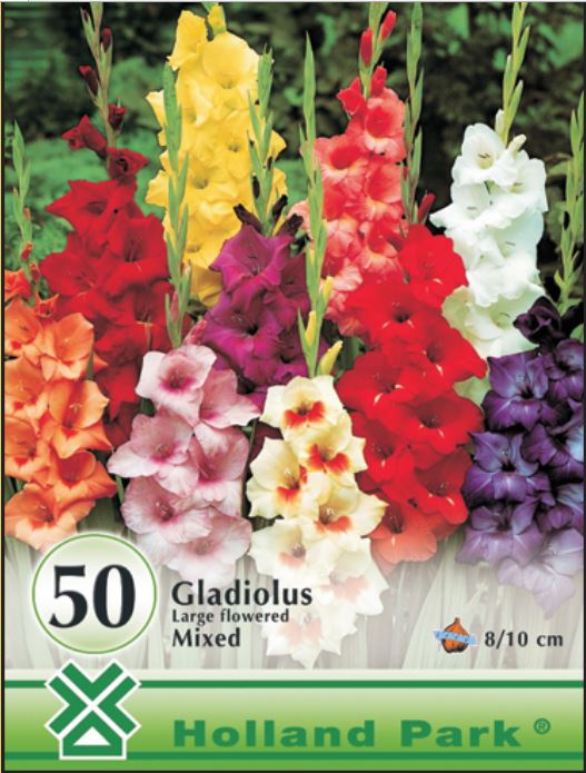 Gladiolus mixed /50/