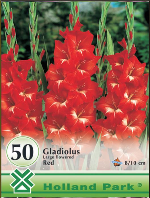 Gladiolus red /50/