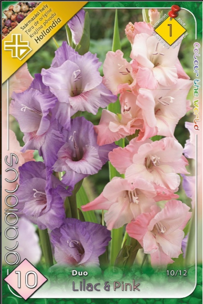 Gladiolus Duo Liliac & Pink/10/