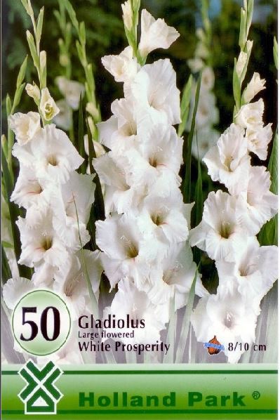 Gladiolus white /50/