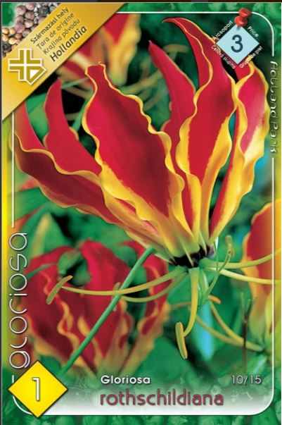Gloriosa rotschildiana /1/
