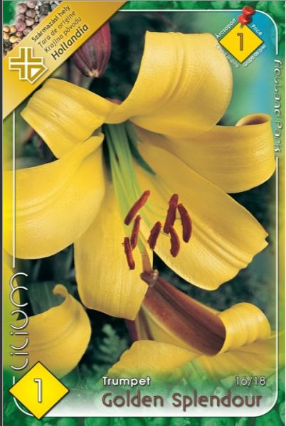 Lilium Trumpet Golden Splendour /1/
