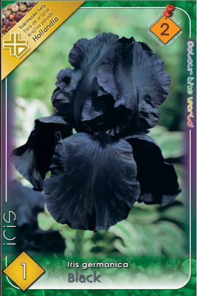 Iris germanica Black /1/