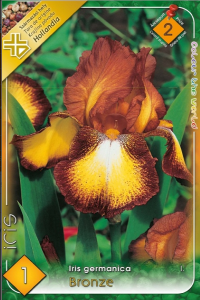 Iris germanica Bronze /1/