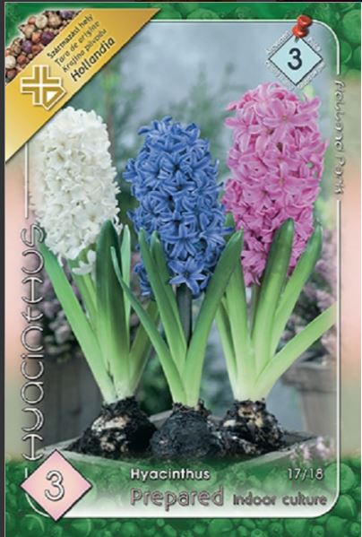 Zambile / Hyacinthus prepared mixed /3/