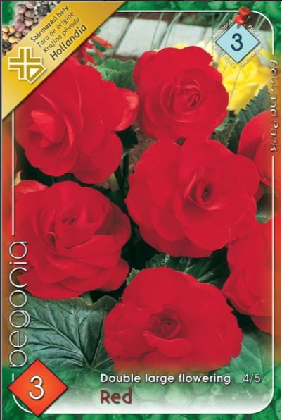 Begonia double large flowering red/3/