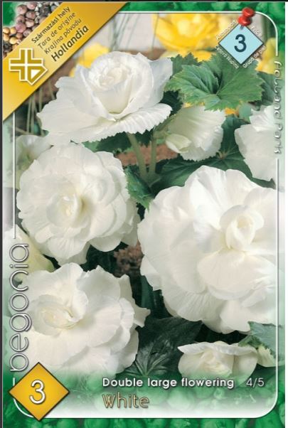 Begonia double large flowering white /3/