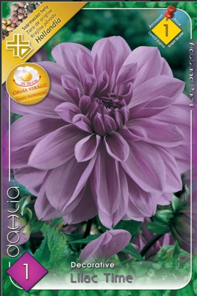 Dahlia Giant Lilac Time/1/