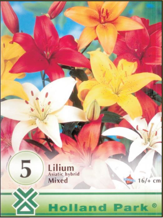 Lilium asiatic mixed /5 /