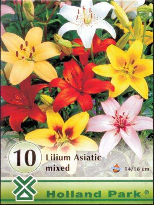 Lilium asiatic mixed /10/