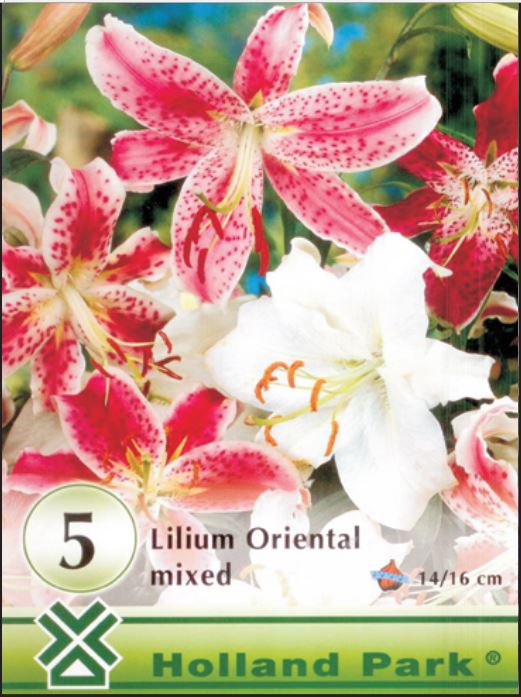 Lilium oriental mixed /5/