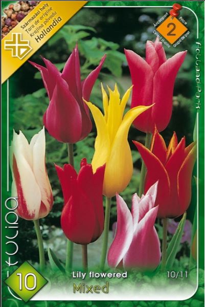 85 Lalele/ Tulipa lily flowered mixed /6/