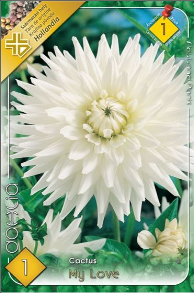 Dahlia cactus My Love/1/