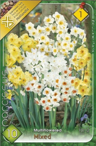 Narcise/ Narcissus multiflowered mixed /8/