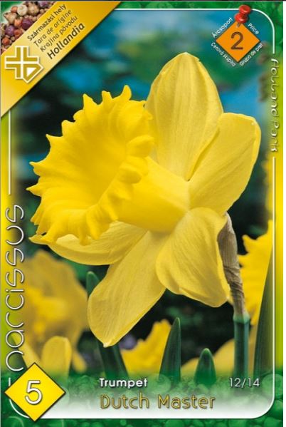 Narcise/ Narcissus Dutch Master /5/
