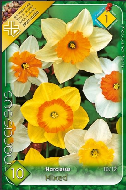 Narcise/ Narcissus large flowered mixed /8/