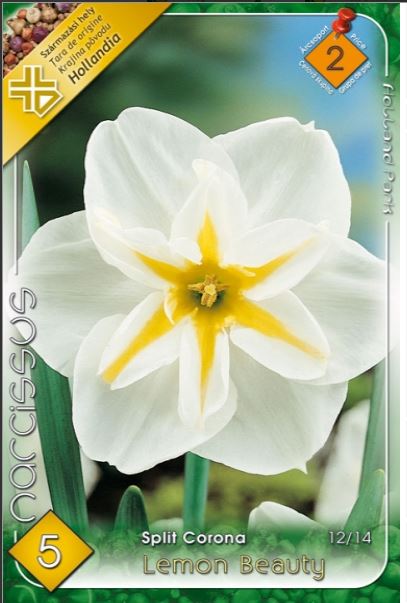 Narcise/ Narcissus Lemon Beauty /5/