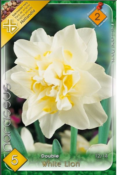 Narcise/ Narcissus White Lion /5