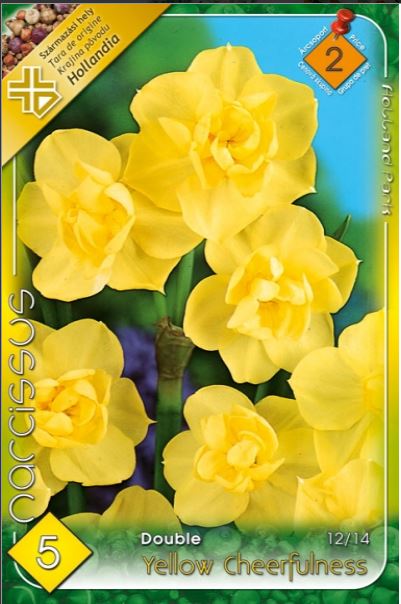 Narcise/ Narcissus Yellow Cheerfulness /5/