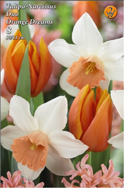 Duo Lalele-Narcise / Duo Tulipa-Narcissus  Orange Dreams /8/