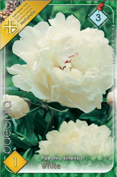 Paeonia sinensis  white /1/