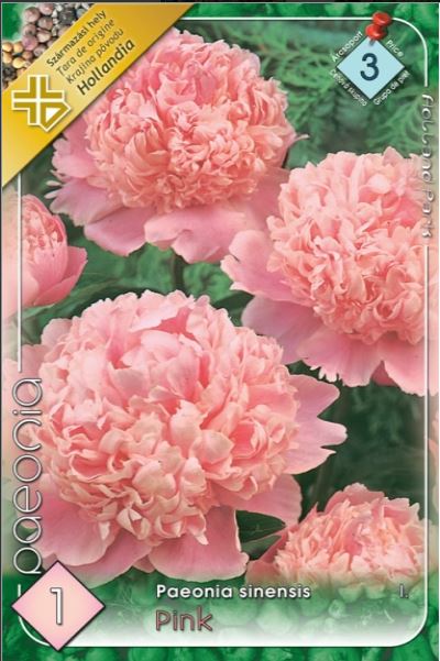 Paeonia sinensis  pink /1/