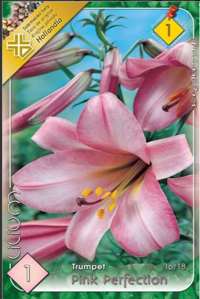 Lilium Trumpet Pink Perfection /1/