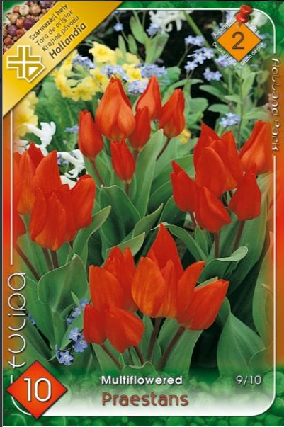 61 Lalele/ Tulipa multiflowered Praestans /10/