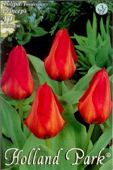 Lalele/ Tulipa fosteriana Princeps /10/