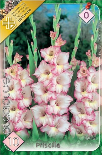 Gladiolus Priscilla /10/