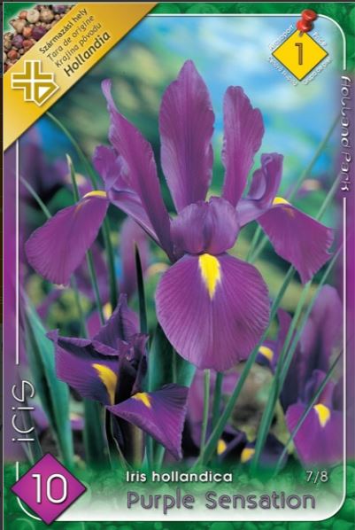 Iris hollandica purple Sensation /10/
