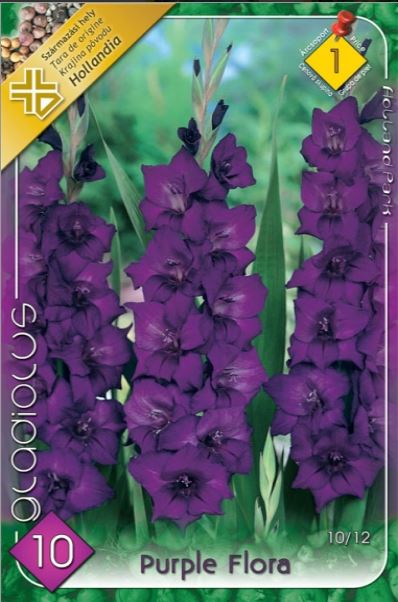 Gladiolus Purple Flora/10/
