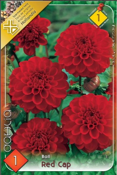 Dahlia ball Red Cap/1/
