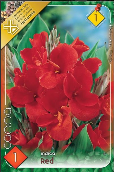 Canna indica red /1/