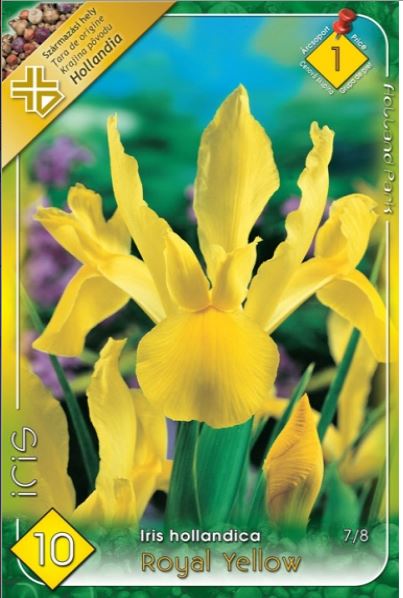 Iris hollandica royal Yellow /10/