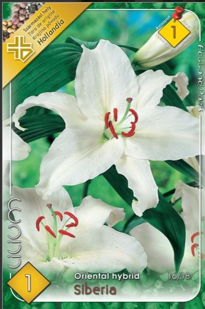 Lilium Oriental Siberia /1/