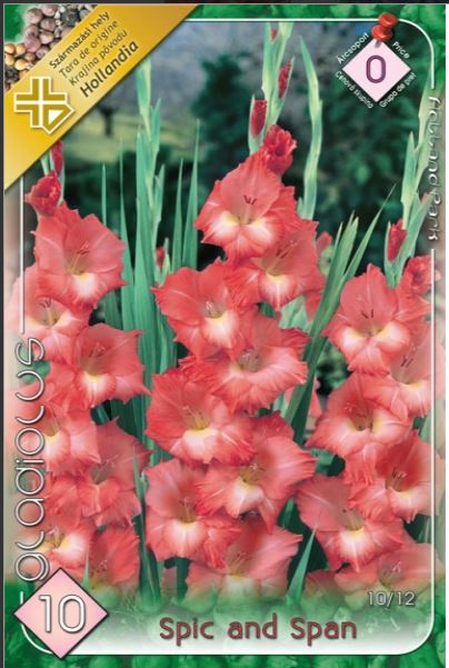 Gladiolus Spic and Span /10/