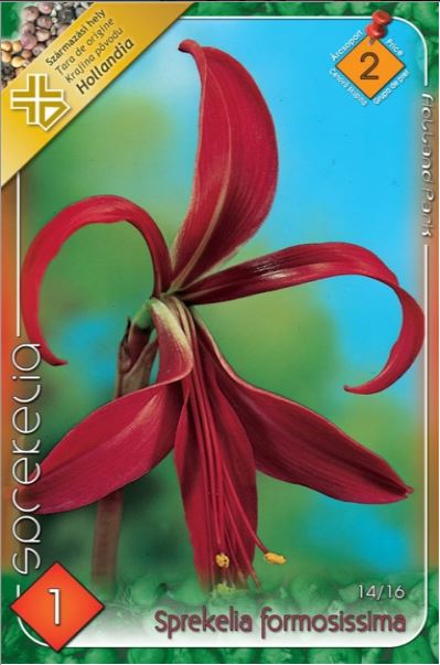 Sprekelia formosissima /1/