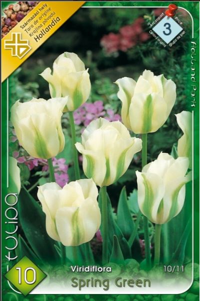 Lalele/ Tulipa viridiflora Spring Green /10/