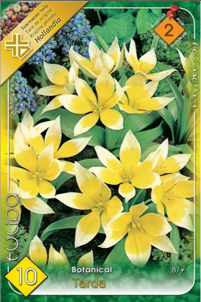 Lalele/ Tulipa botanical Tarda /10/