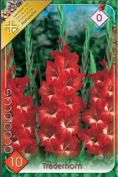 Gladiolus Traderhorn /10/