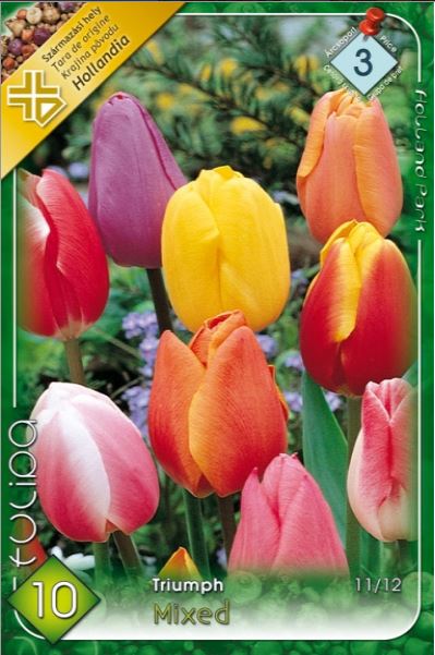 Lalele/ Tulipa triumph mixed /10/