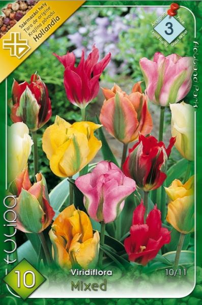 Lalele/ Tulipa viridiflora mixed /10/