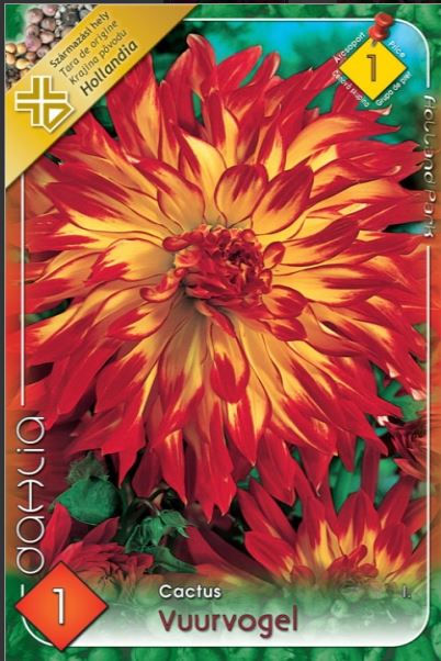 Dahlia cactus Vuurvogel/1/