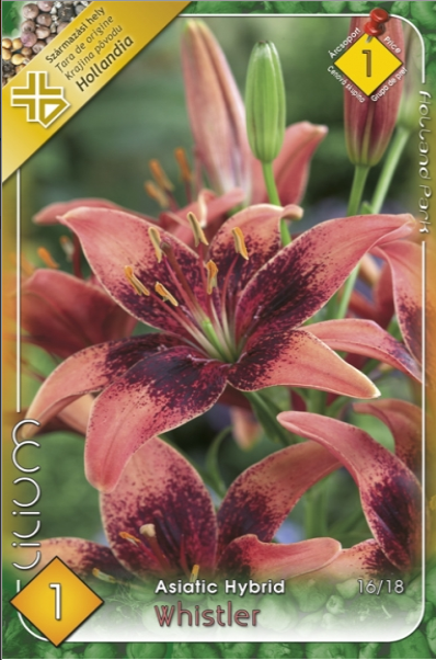 Lilium Asiatic Whistler /1/
