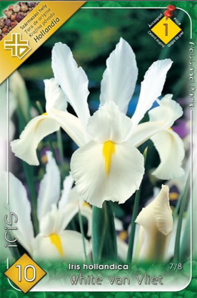 Iris hollandica white van Vliet /10/